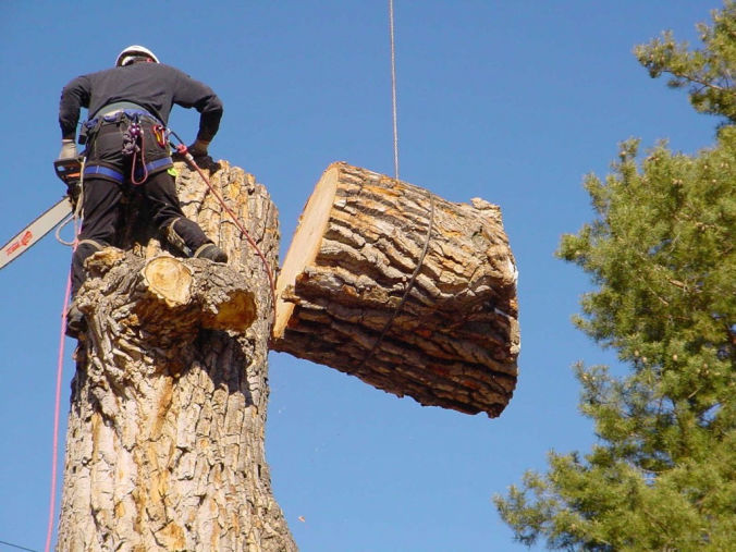 Пильщики деревьев в Боготоле